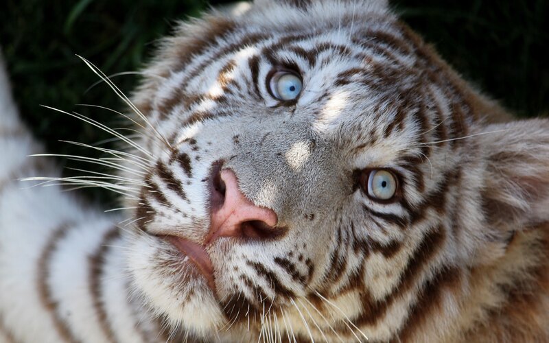 White Tiger Cub — Curious