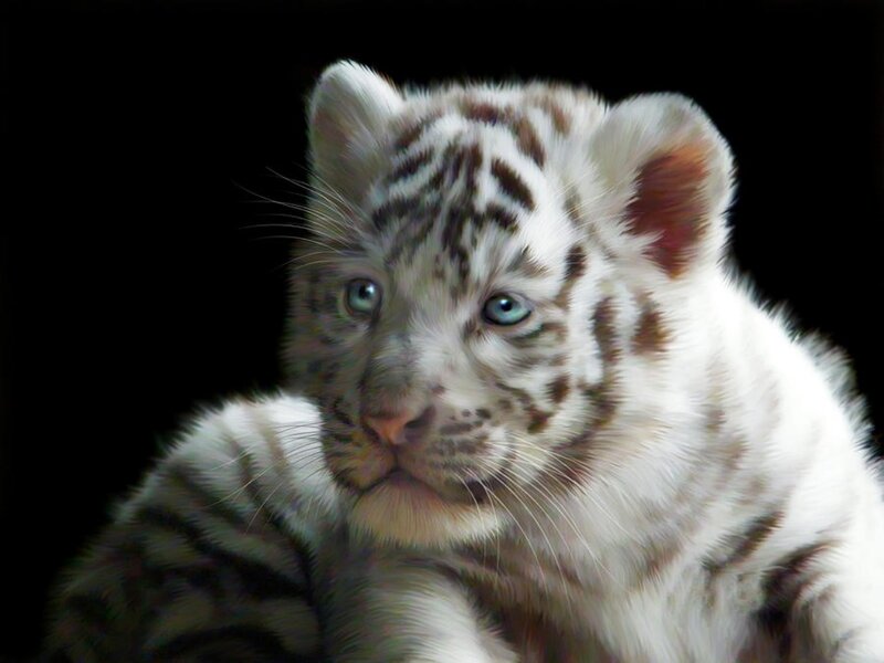 White Tiger Cub — Dramatic