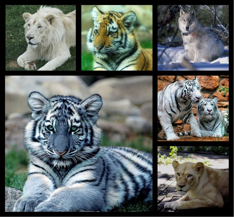 White Tiger Cub — Gray, Calm, Photograph, Lion