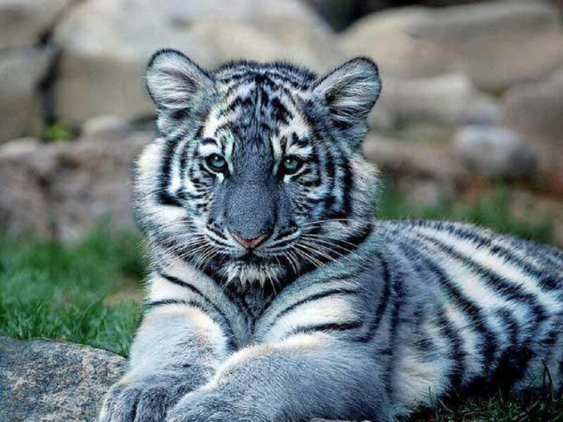 White Tiger Cub — Gray, Calm, Photograph