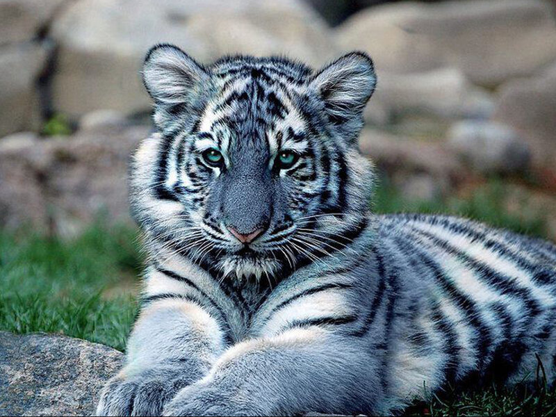White Tiger Cub — Gray, Calm
