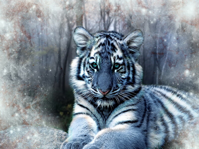 White Tiger Cub — Gray, Dramatic