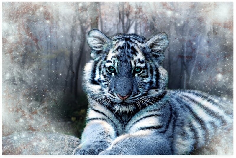 White Tiger Cub — Gray, Dramatic, Winter