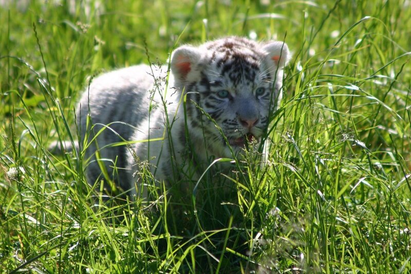 White Tiger Cub — Green, Calm, Afternoon