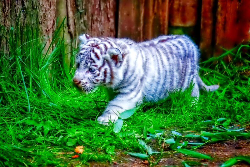 White Tiger Cub — Green, Calm, Photograph