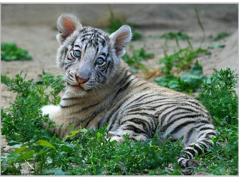 White Tiger Cub — Green, Calm