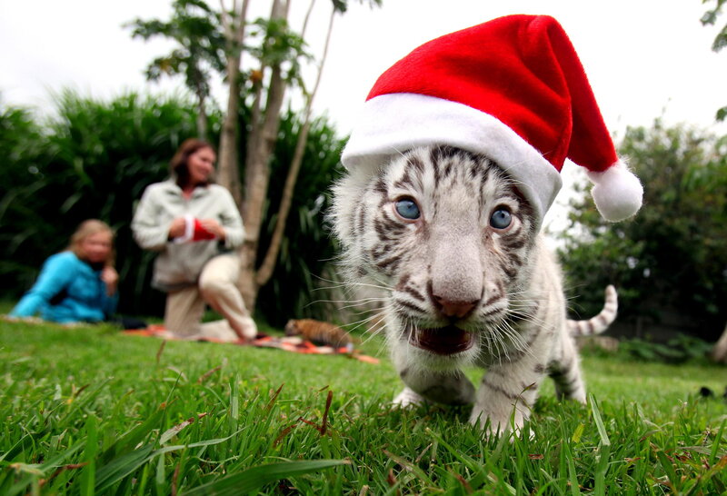 White Tiger Cub — Green, Playful, Afternoon