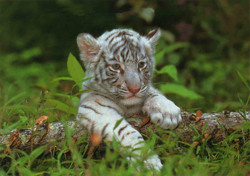 White Tiger Cub — Green