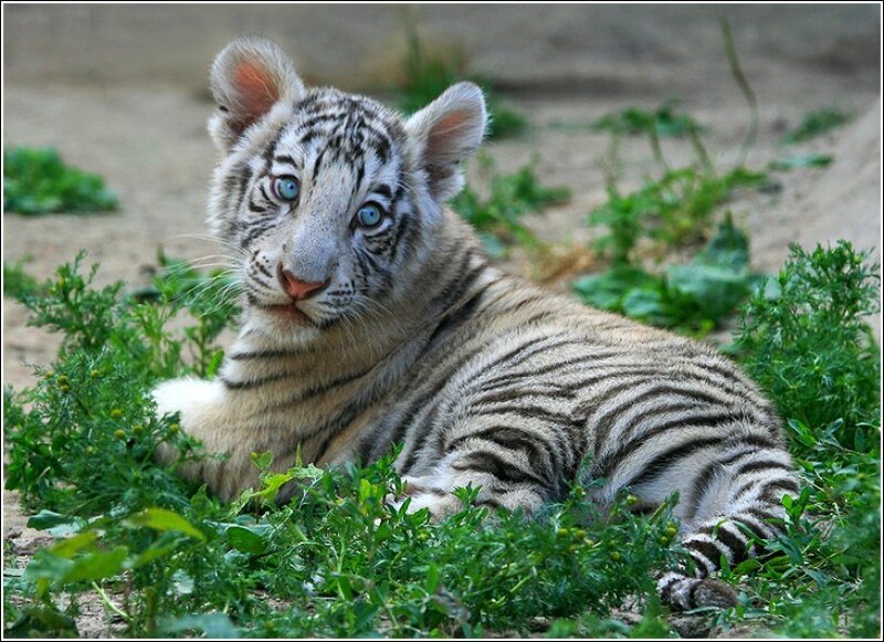 White tiger cub in grass