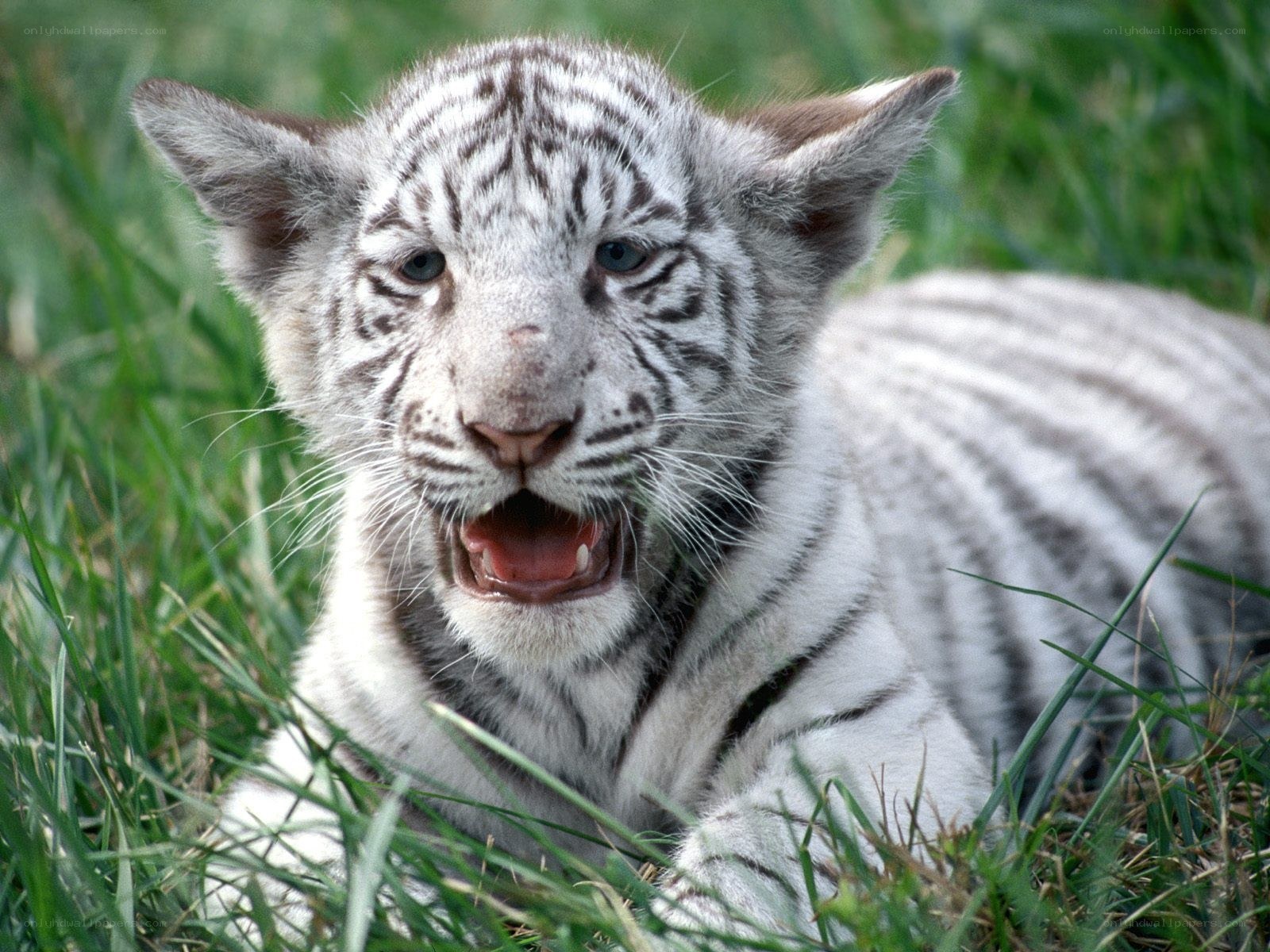 white tiger cub in grass