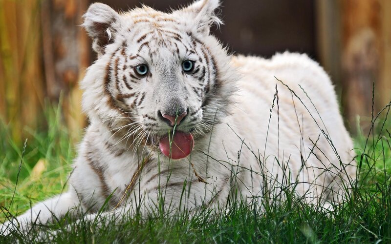 white tiger cub in grass