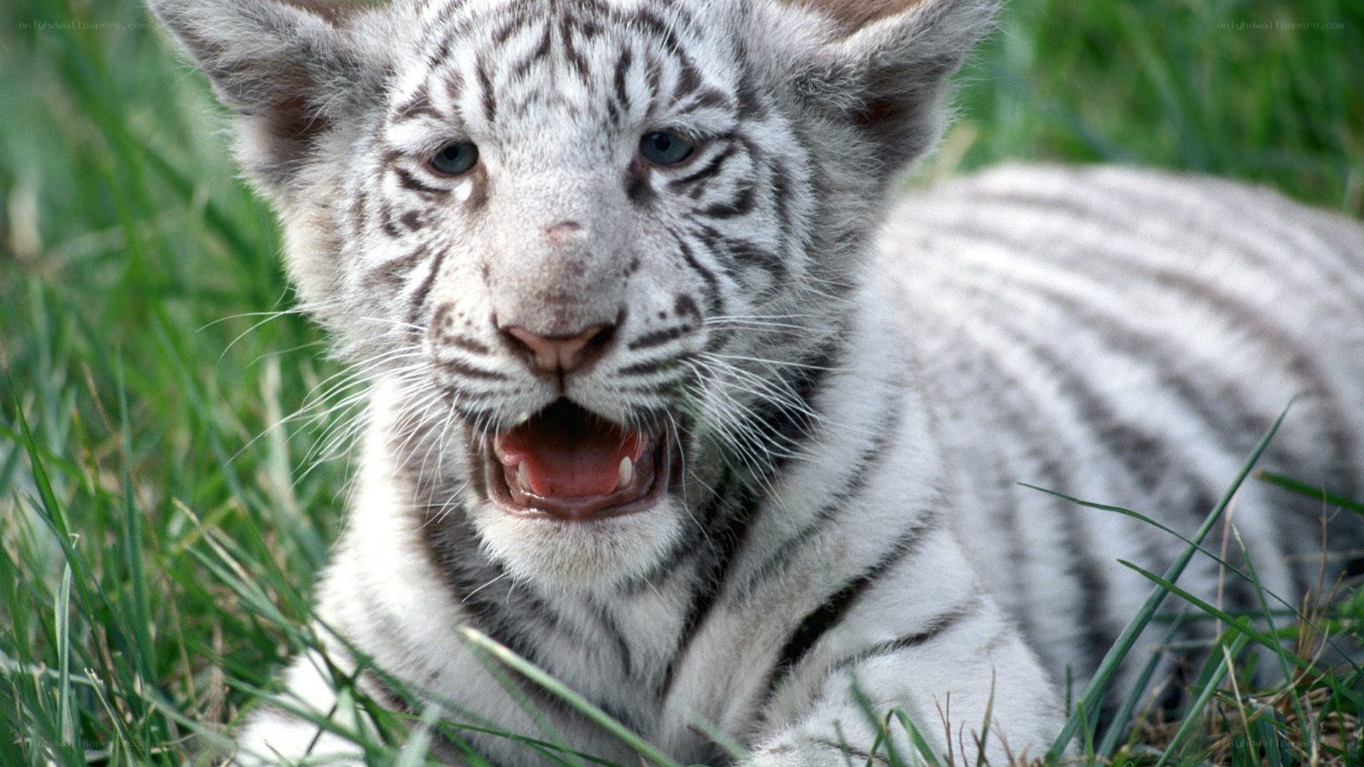 White tiger cub in grass