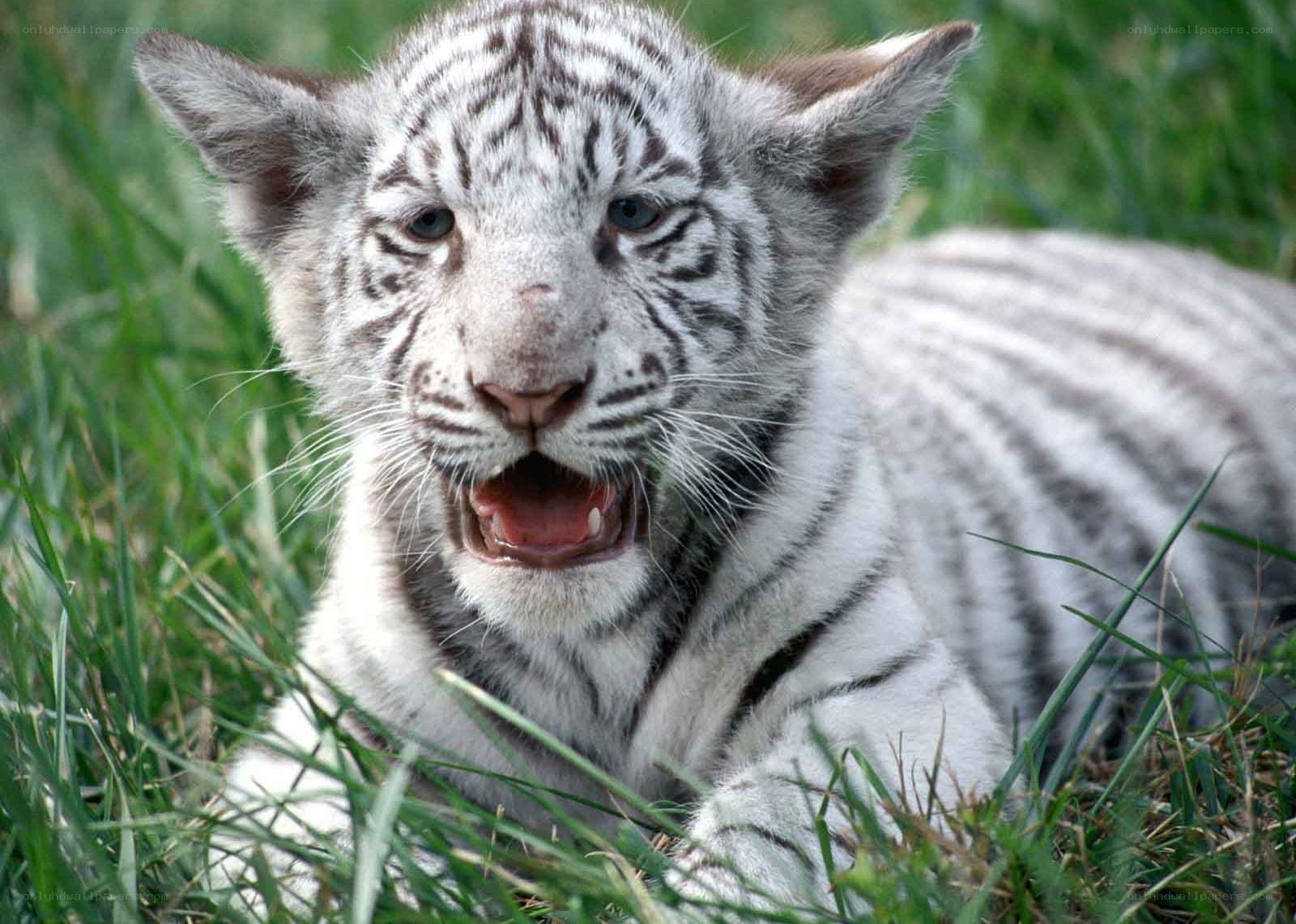 white tiger cub in grass