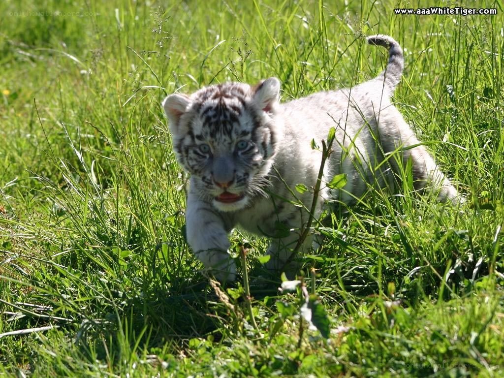 White tiger cub in grass