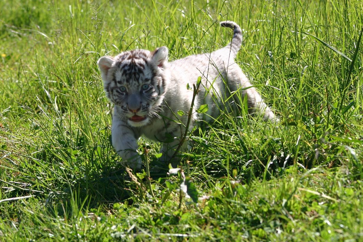 White tiger cub in grass