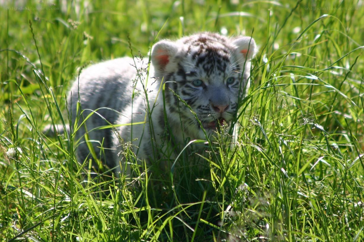 white tiger cub in grass
