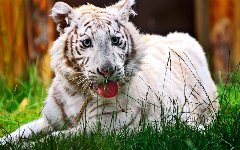 white tiger cub in grass