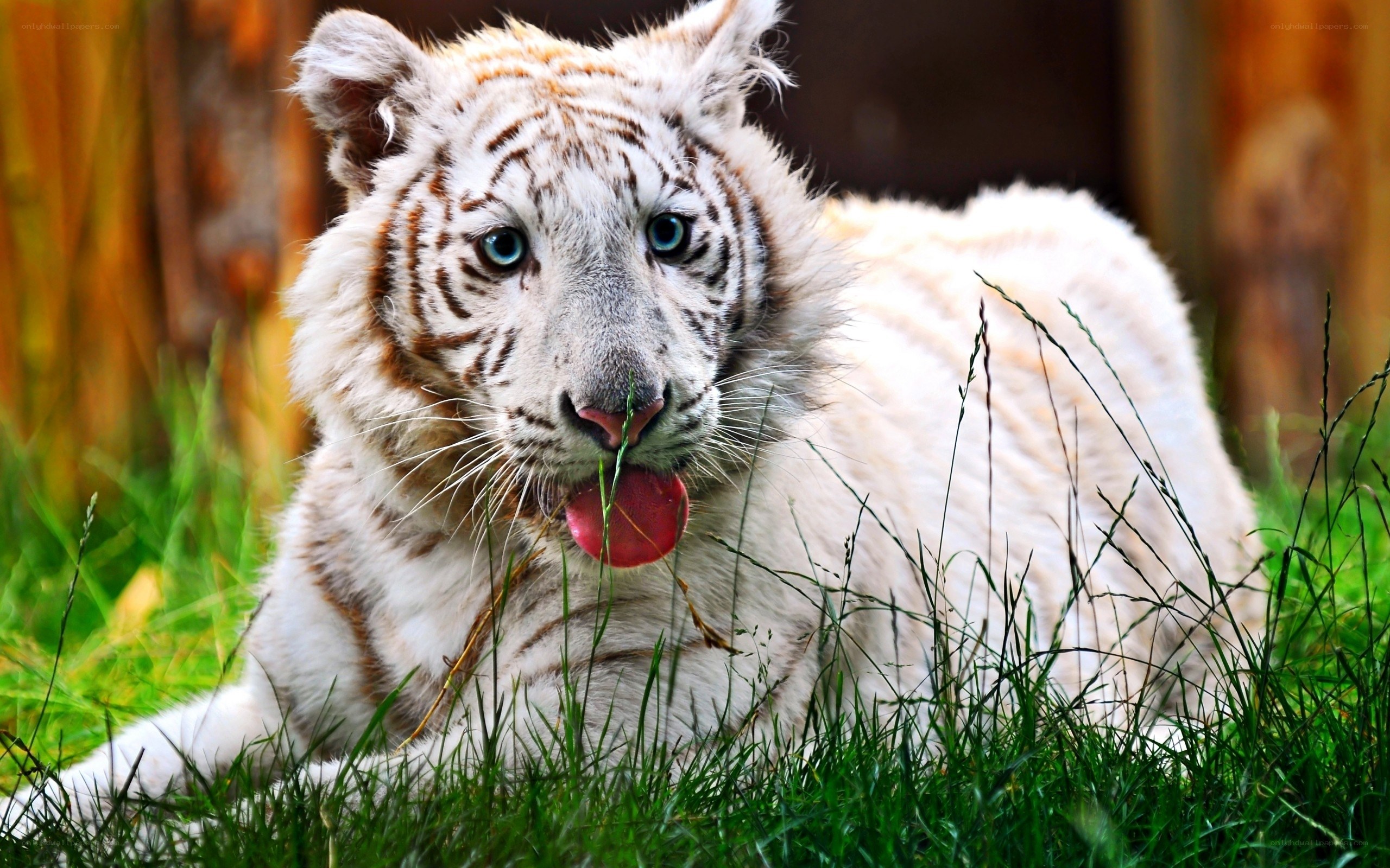 white tiger cub in grass