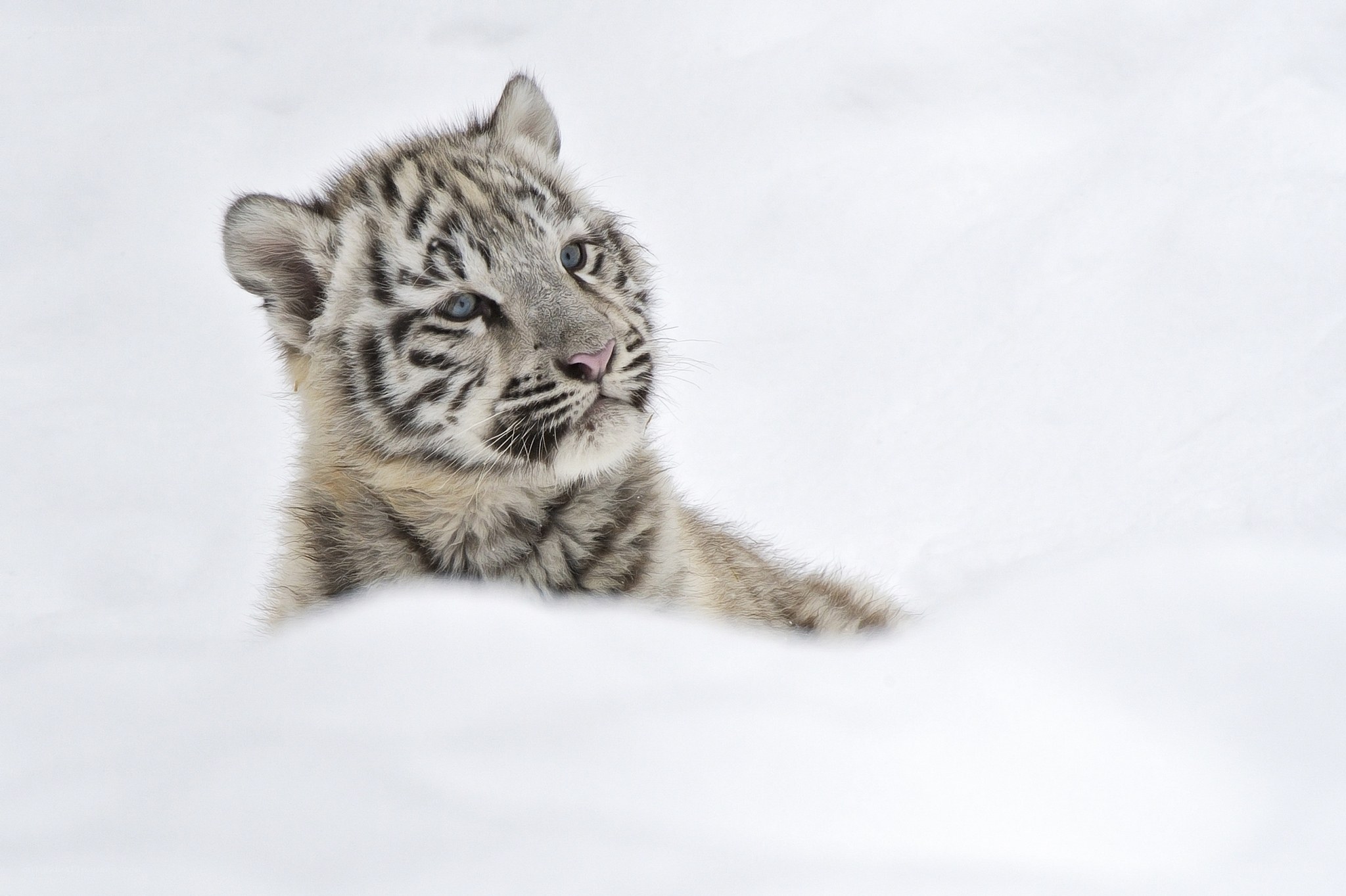 white tiger cub in snow
