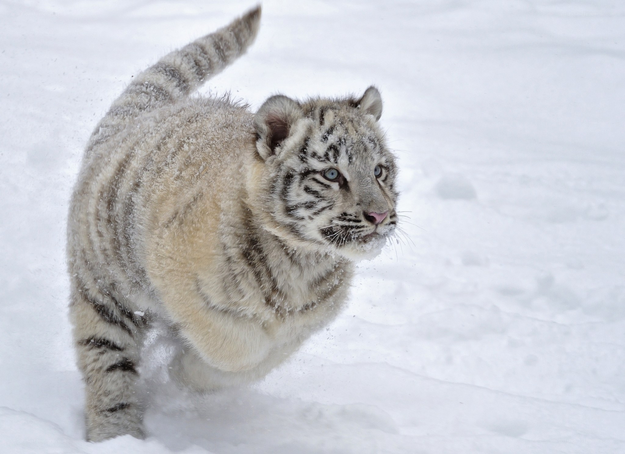 White tiger cub in snow