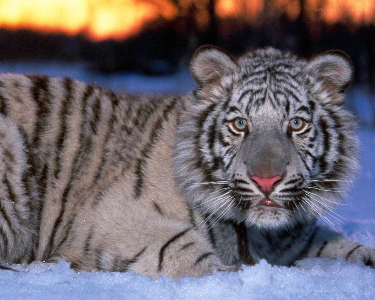 White tiger cub in snow