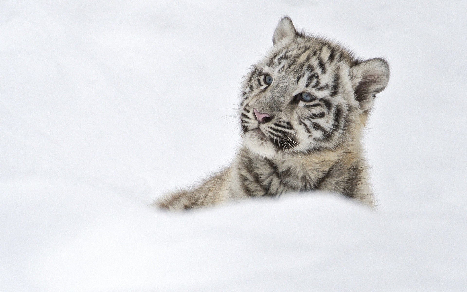 white tiger cub in snow
