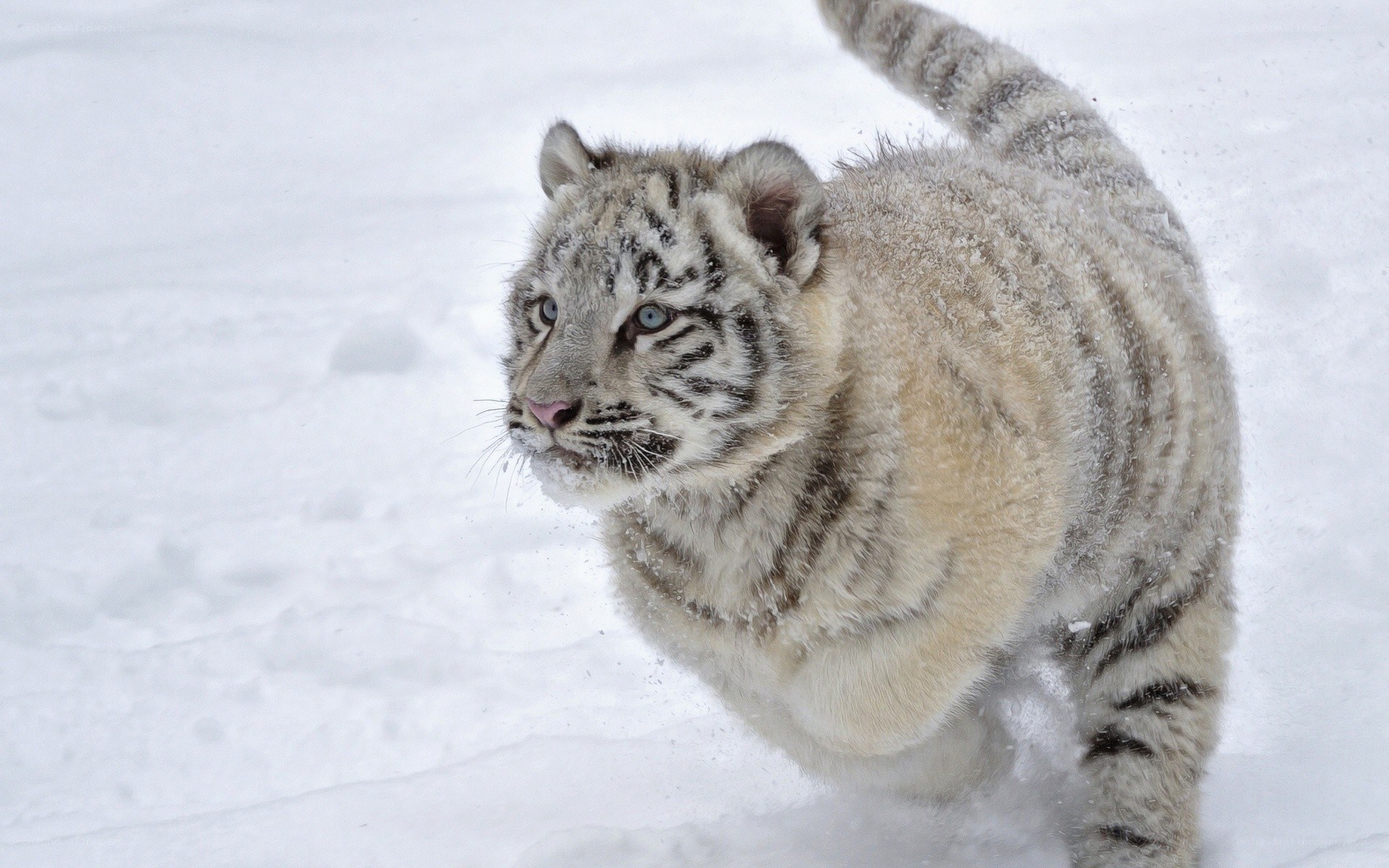 White tiger cub in snow