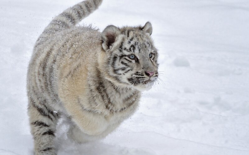 White tiger cub in snow