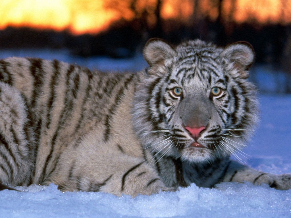 White tiger cub in snow