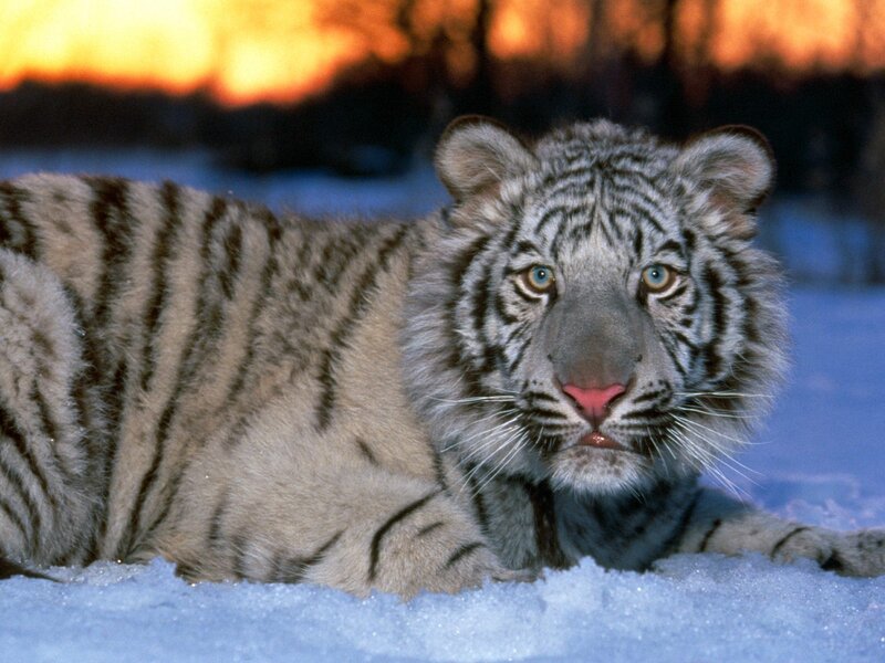 White Tiger Cub in Snow — Dramatic