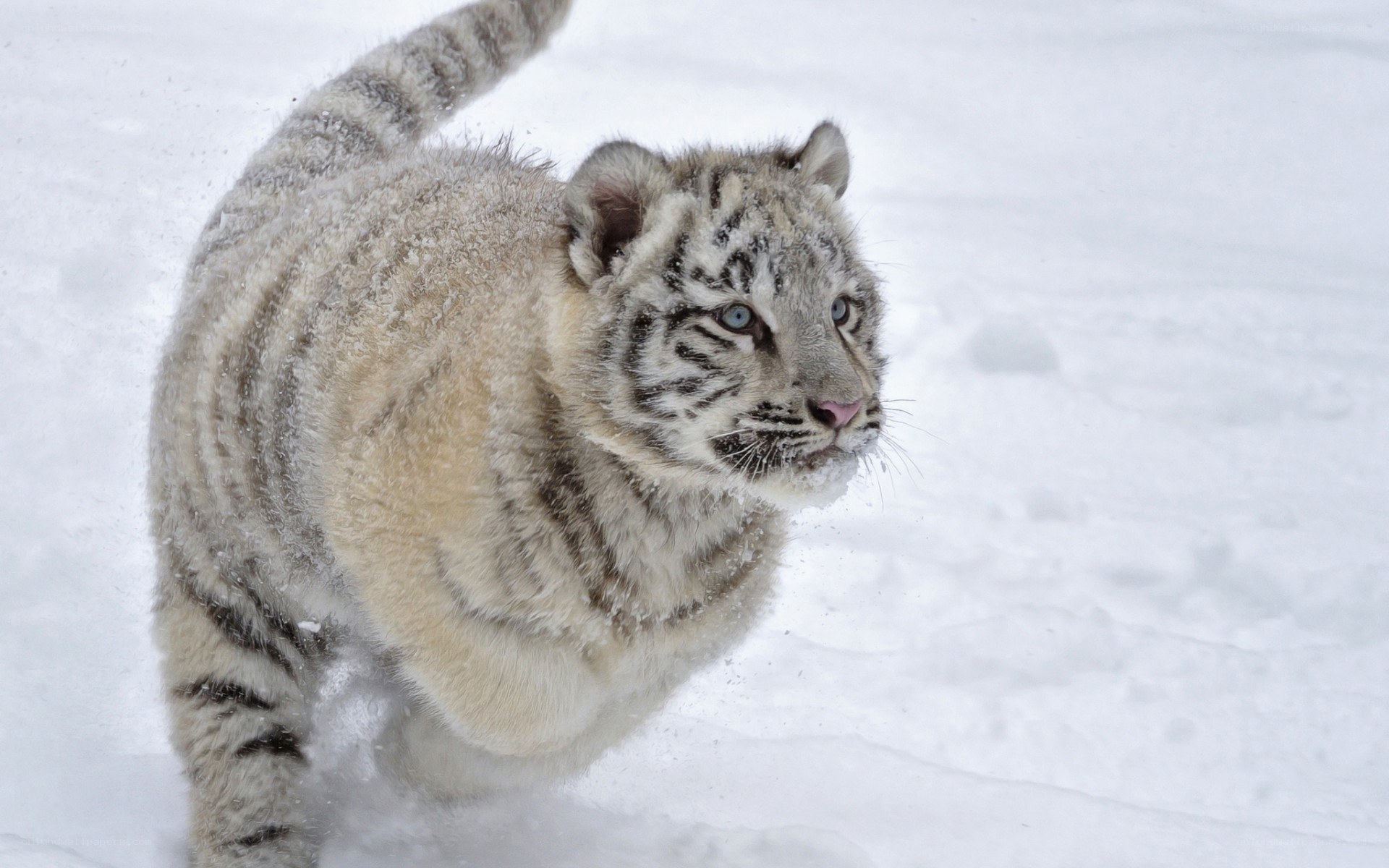 White tiger cub in snow