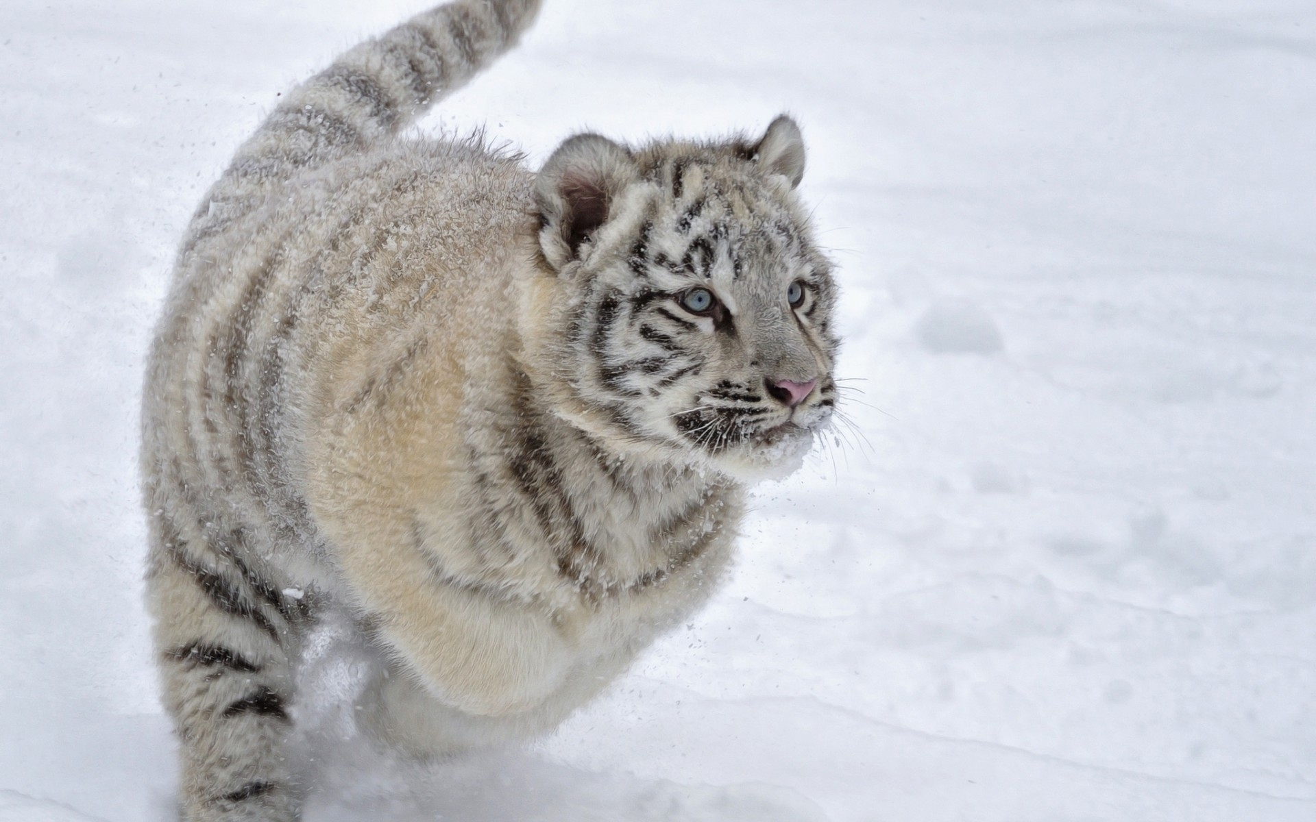 White tiger cub in snow