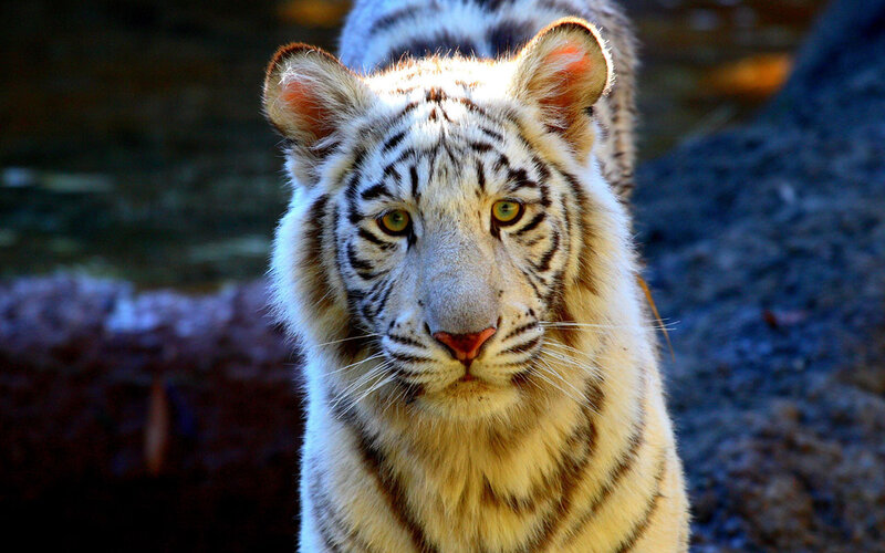 White Tiger Cub — Intense