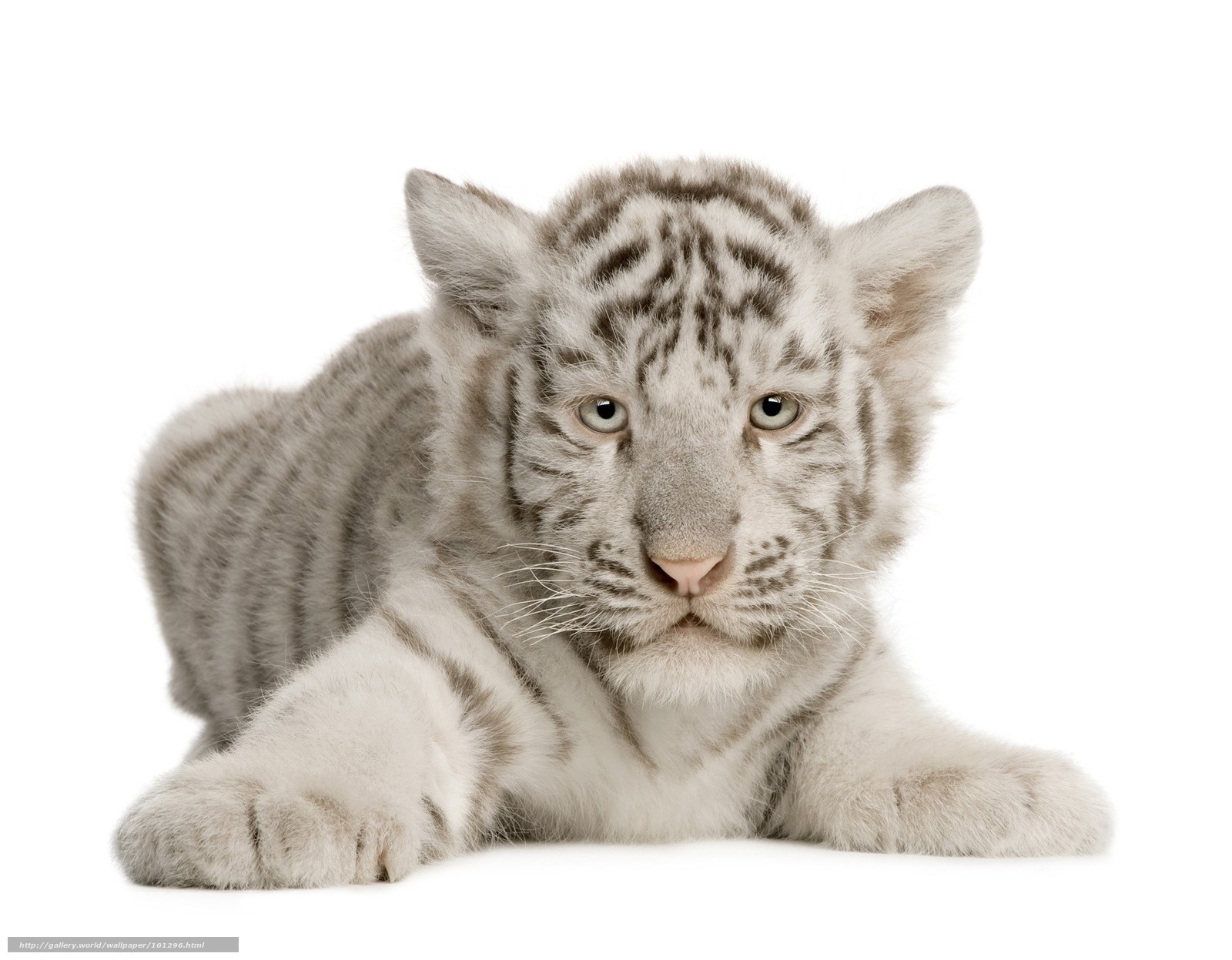 white tiger cub lying down
