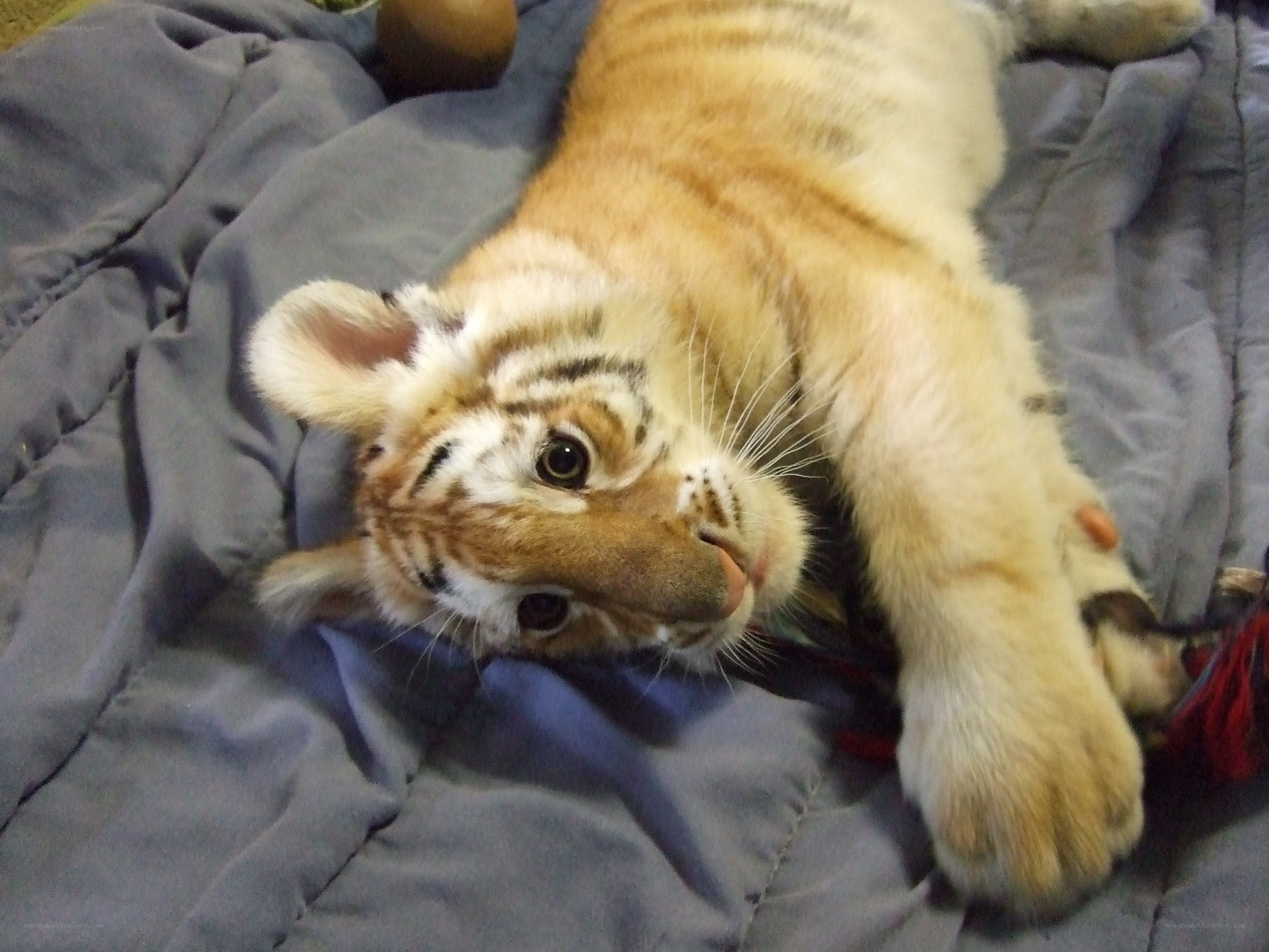 white tiger cub on blanket