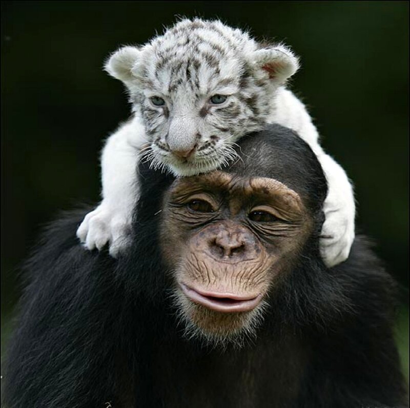 White Tiger Cub on Chimpanzee