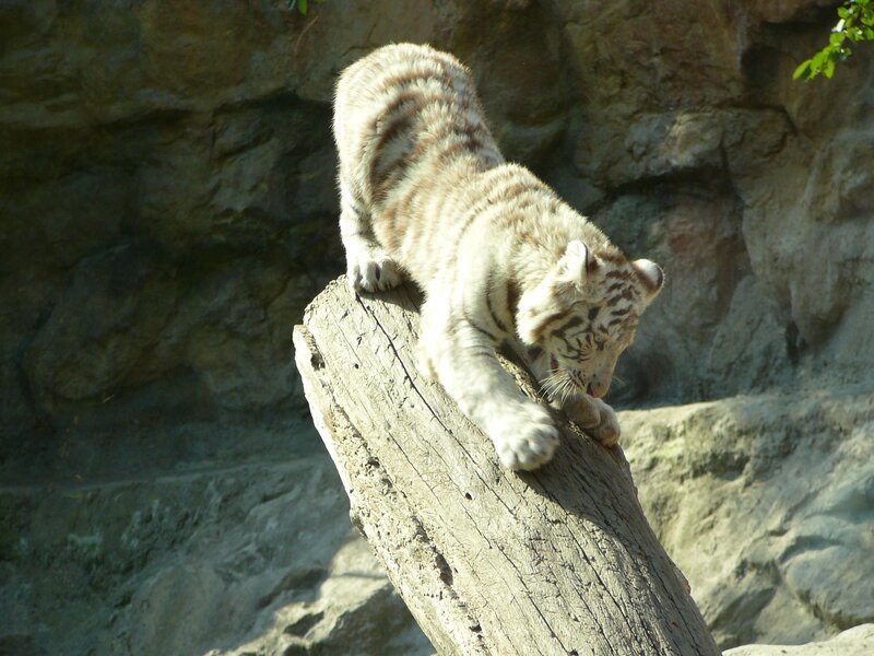 White tiger cub on log