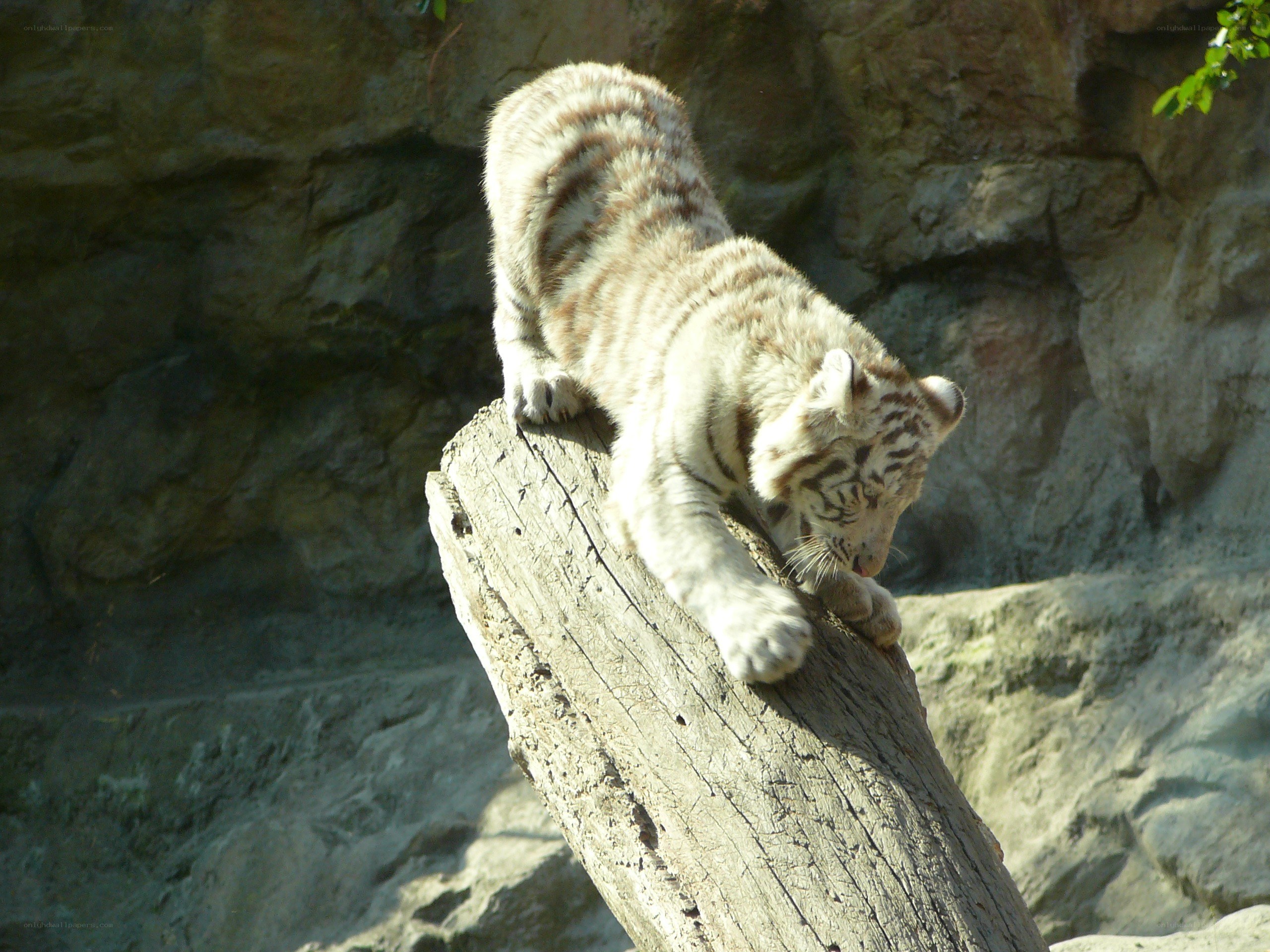 White tiger cub on log