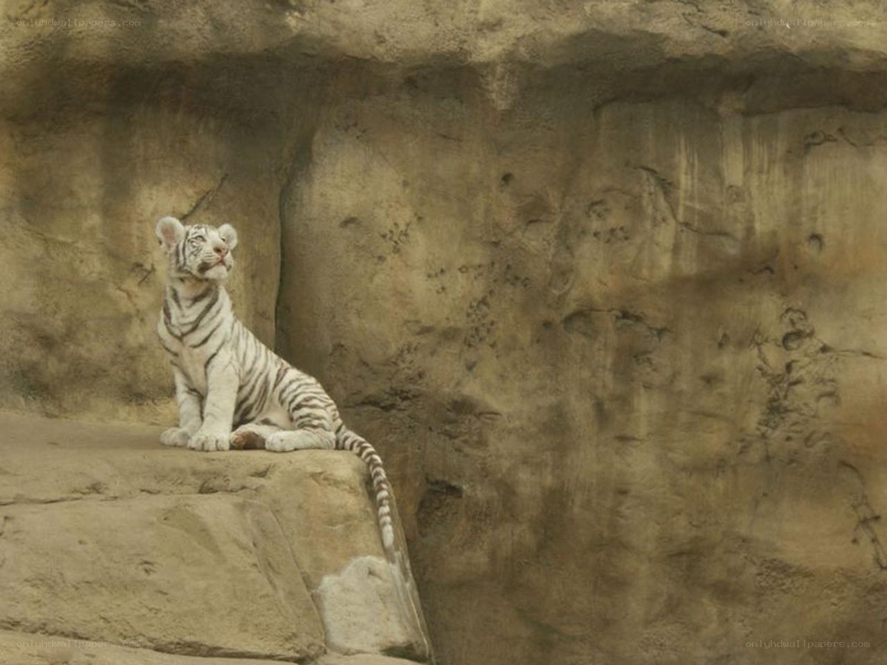 White tiger cub on rock