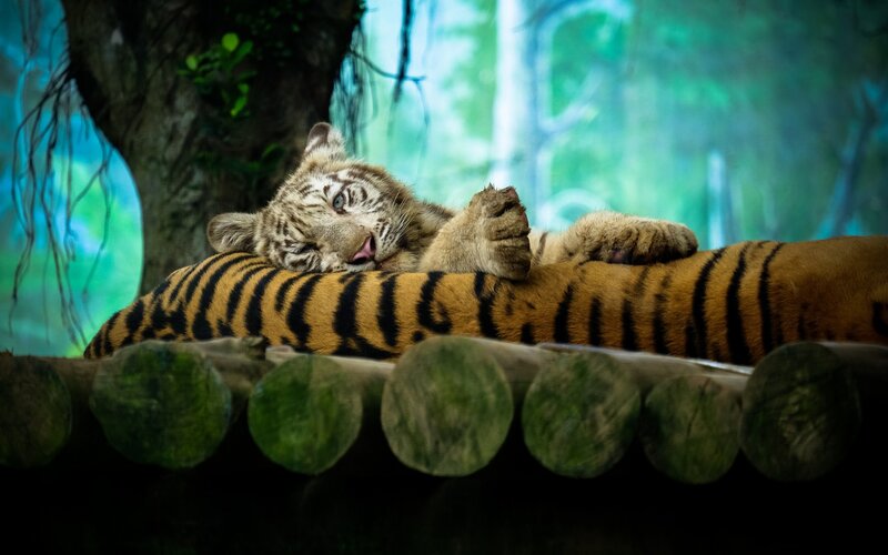 White Tiger Cub — Orange
