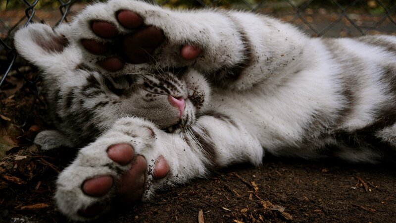 White Tiger Cub — Peaceful, Photograph, Paws