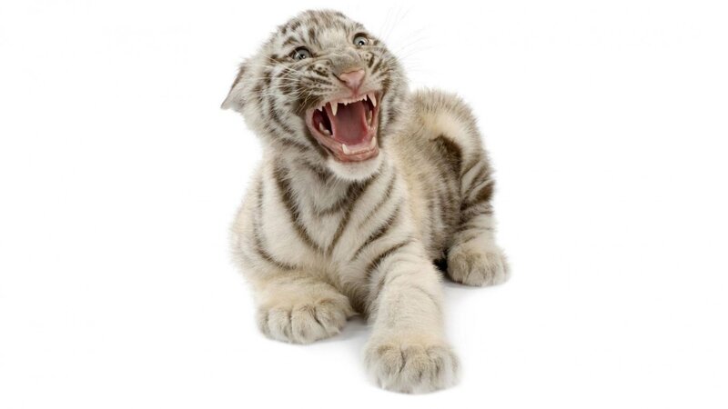 White Tiger Cub — Playful, Photograph