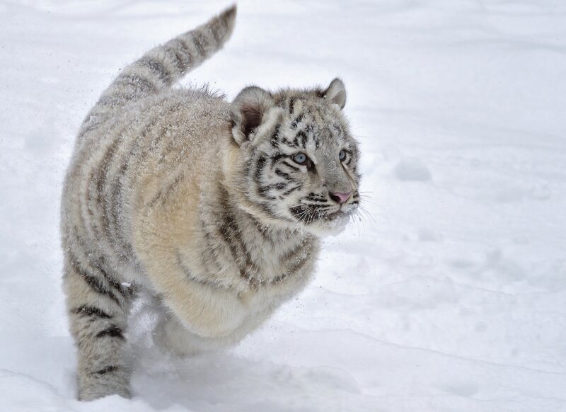 White Tiger Cub — Playful, Winter, Photograph, Snow