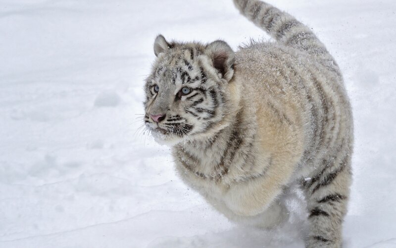 White Tiger Cub — Playful, Winter, Photograph, Snow, Tiger Stripes
