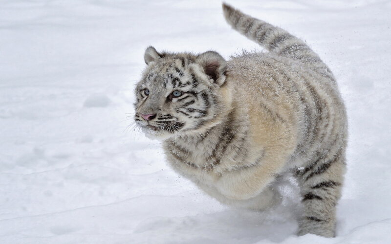 White Tiger Cub — Playful, Winter, Photograph