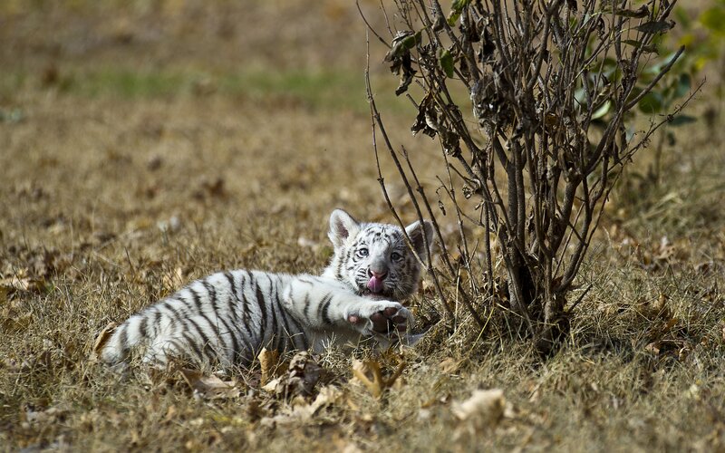 White tiger cub playing