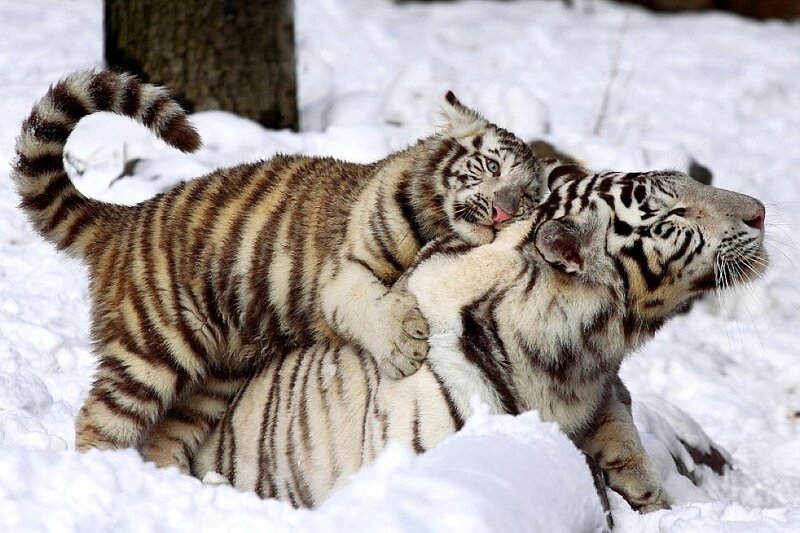 White Tiger Cub Playing — Playful