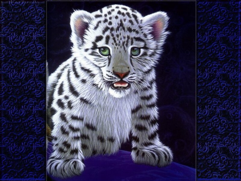 white tiger cub portrait