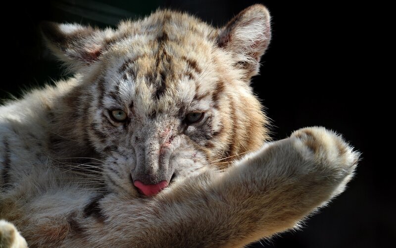 white tiger cub portrait