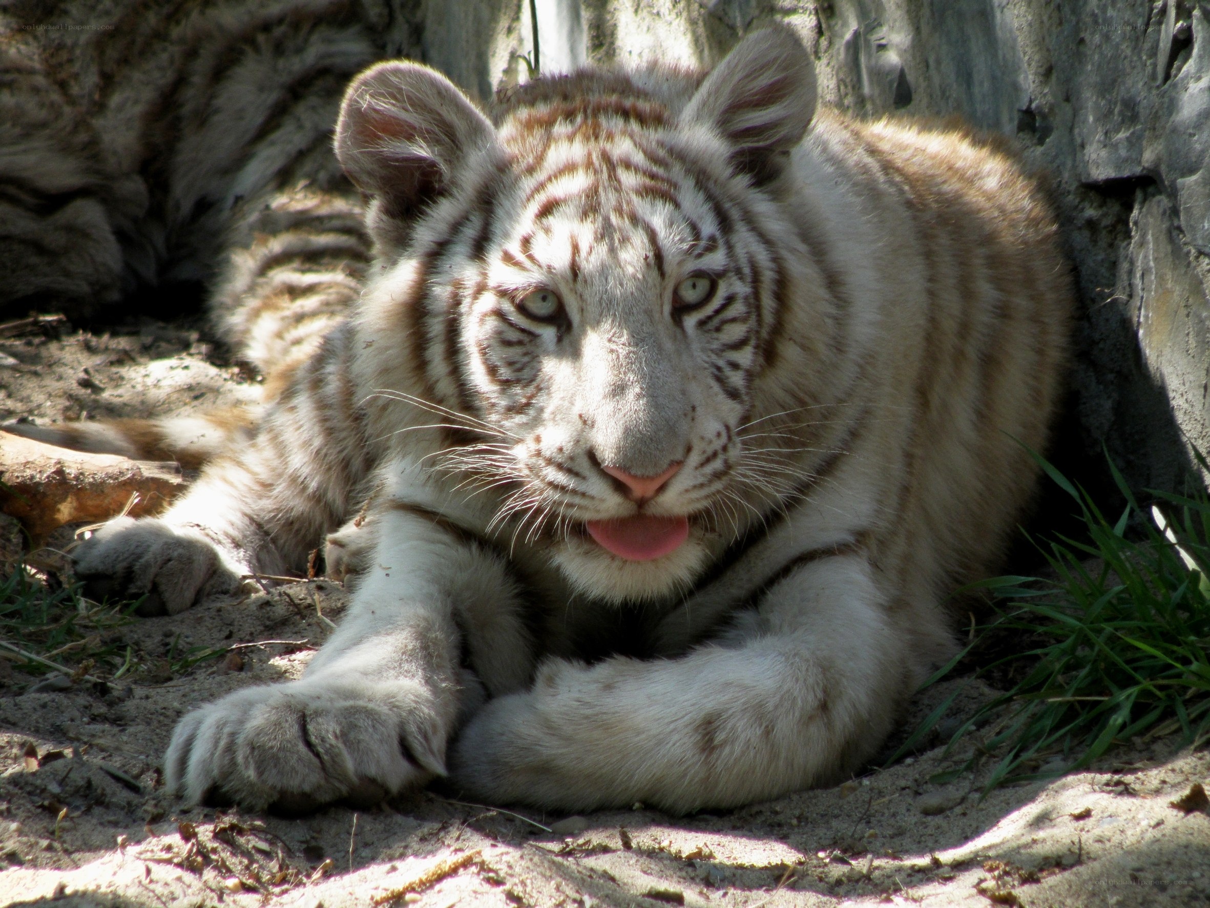 White tiger cub resting